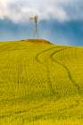 USA-Washington State-Palouse-Colfax Green fields of wheat windmills, Weather Vane Art Print